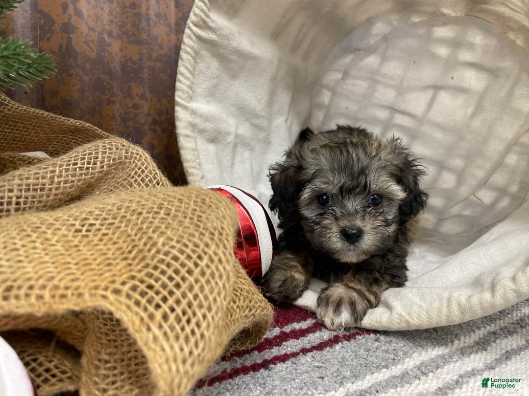 Shihpoo dogs for sale: Colter - Ad 8