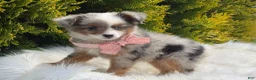 Toy Australian Shepherd dogs for sale: Tiny - Ad 9