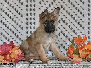 German Shepherd dogs - Ad 32