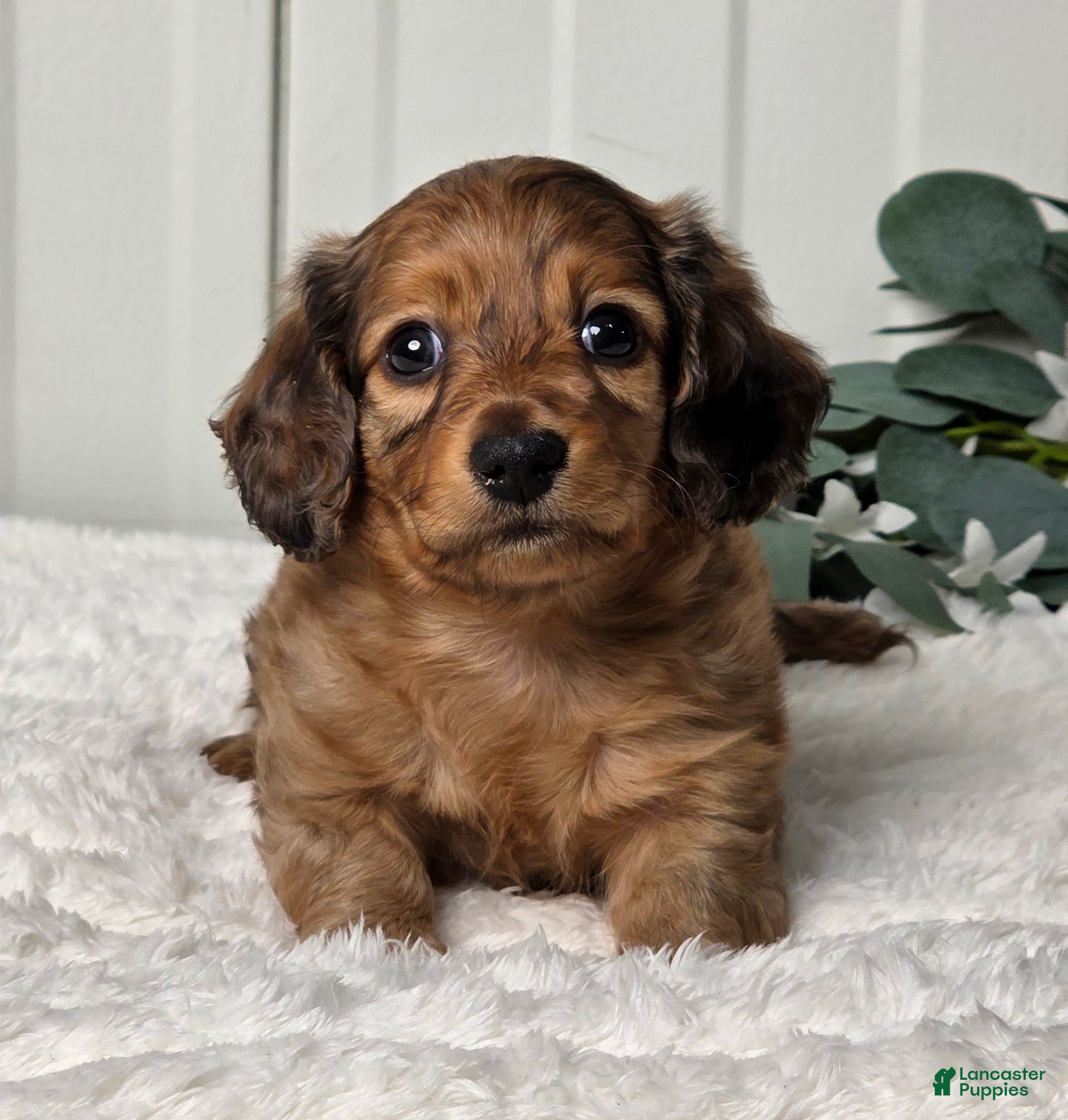 Miniature Dachshund dogs Buster - Ad 2