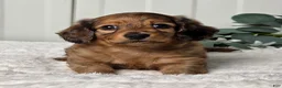 Miniature Dachshund dogs for sale: Buster - Ad 2