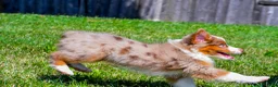Miniature Australian Shepherd dogs for sale: Noah - Ad 3