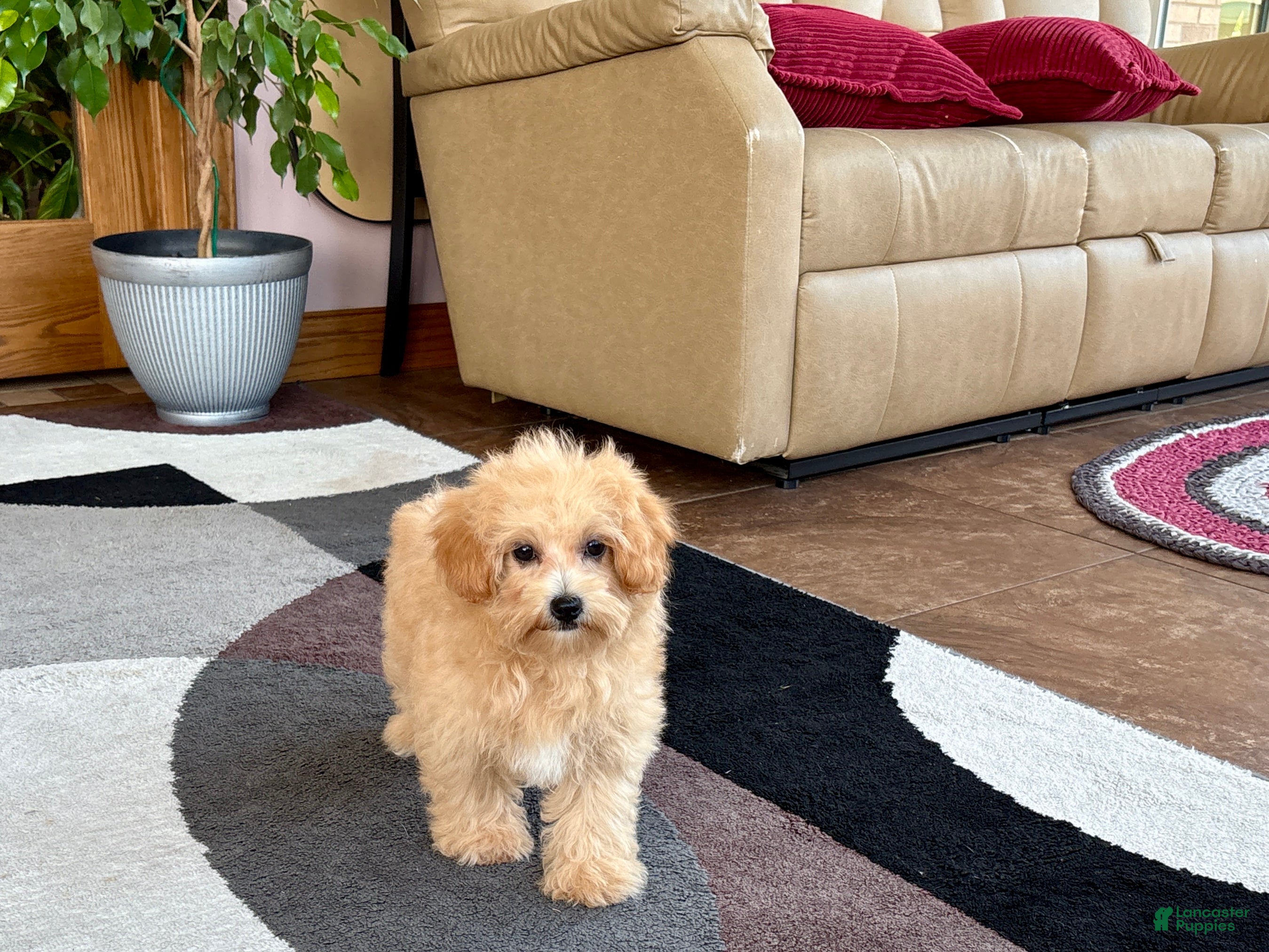 Maltipoo dogs Joy  - Ad 2