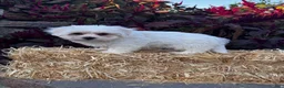 Coton De Tulear dogs for sale: Chico - Ad 6