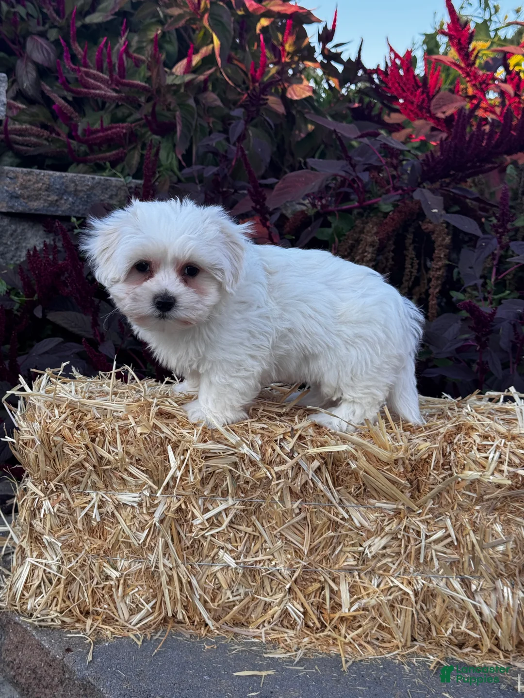 Coton De Tulear dogs for sale: Chico - Ad 6
