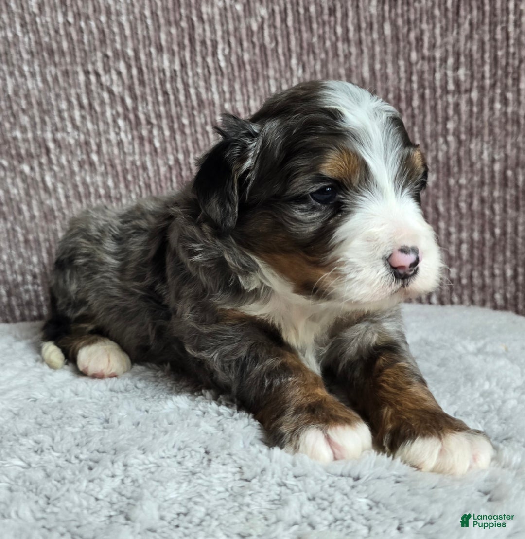 Mini Bernedoodle dogs for sale: Mini Chief - Ad 15