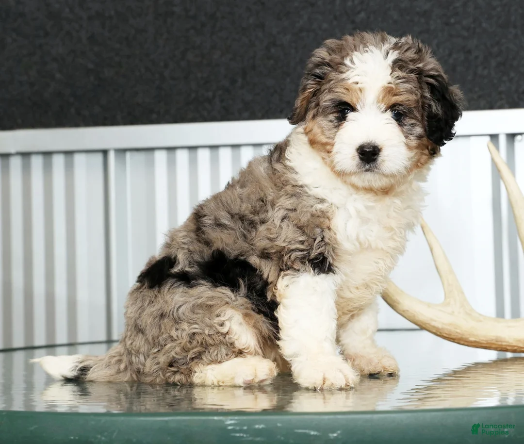 Mini Bernedoodle dogs for sale: Jane - Ad 4