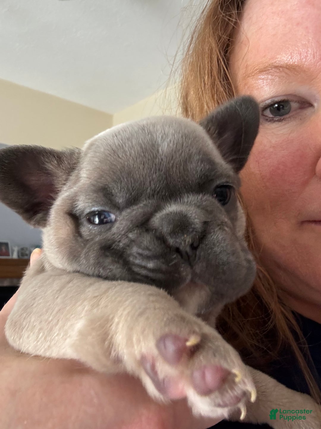French Bulldog dogs for sale: Lila - Ad 2