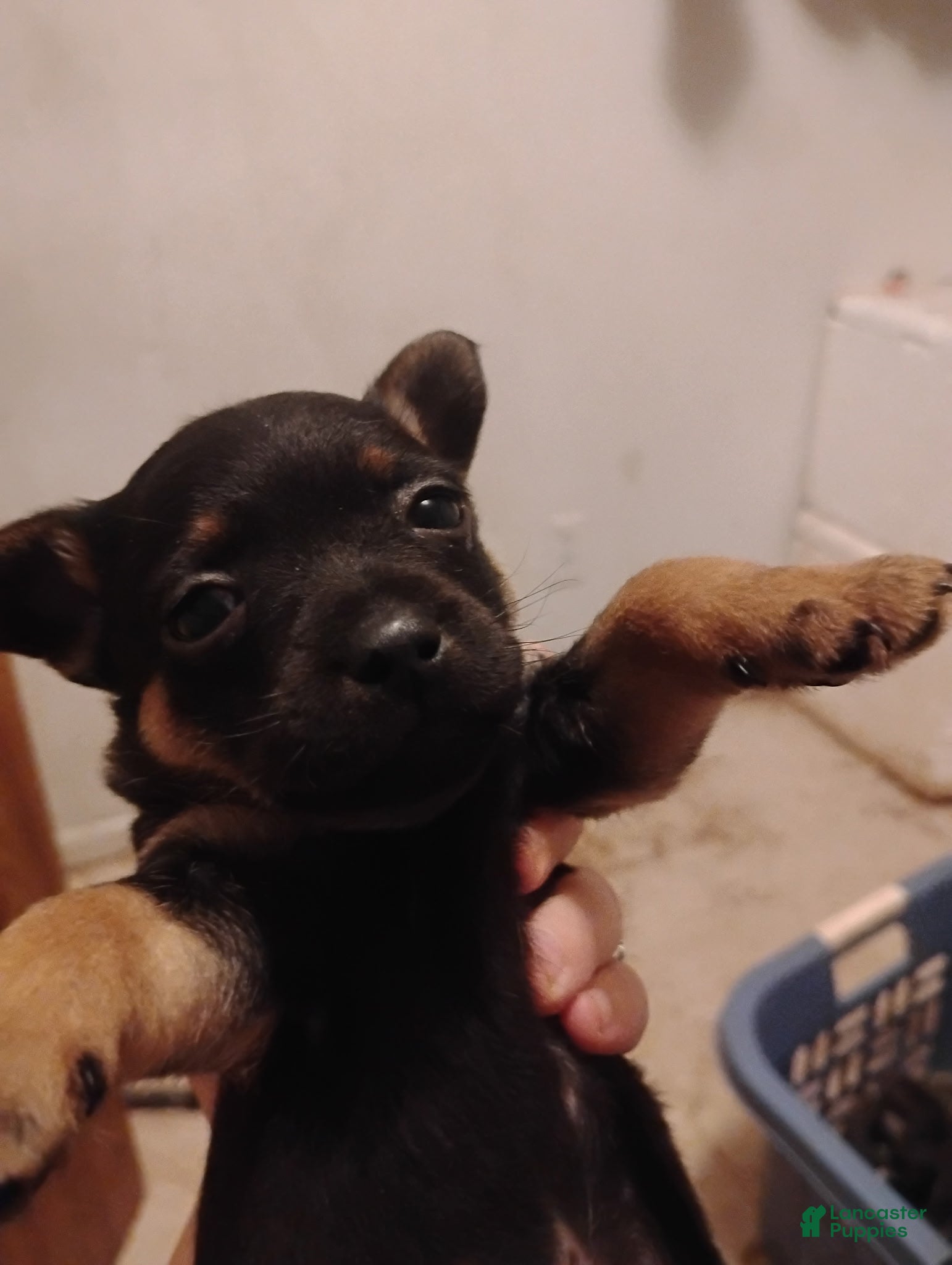 Mixed Breed dogs Mixed Breed Puppy 4 - Ad 33