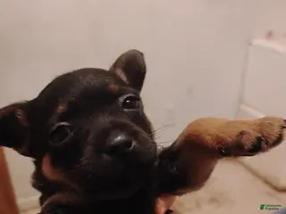 Mixed Breed dogs for sale: Mixed Breed Puppy 4 - Ad 2