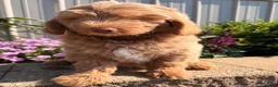 Goldendoodle dogs for sale: Mike - Ad 2