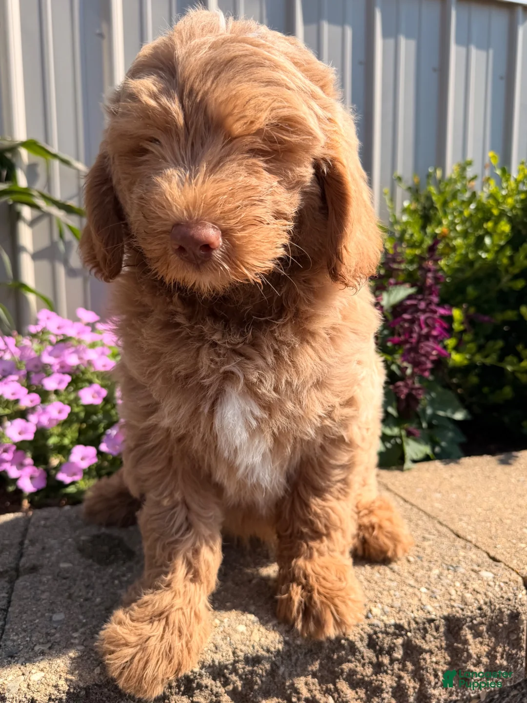 Goldendoodle dogs for sale: Mike - Ad 2