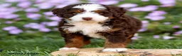 Mini Bernedoodle dogs for sale: Gunner - Ad 6