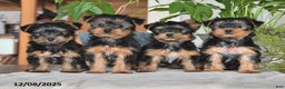 Yorkshire Terrier dogs for sale: Butterfly - Ad 5