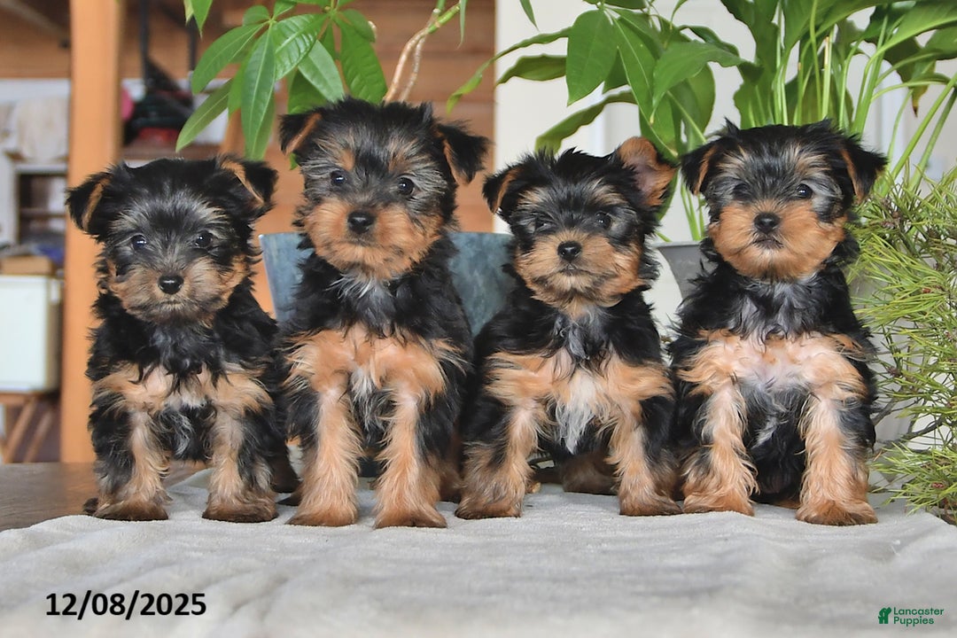 Yorkshire Terrier dogs for sale: Butterfly - Ad 5