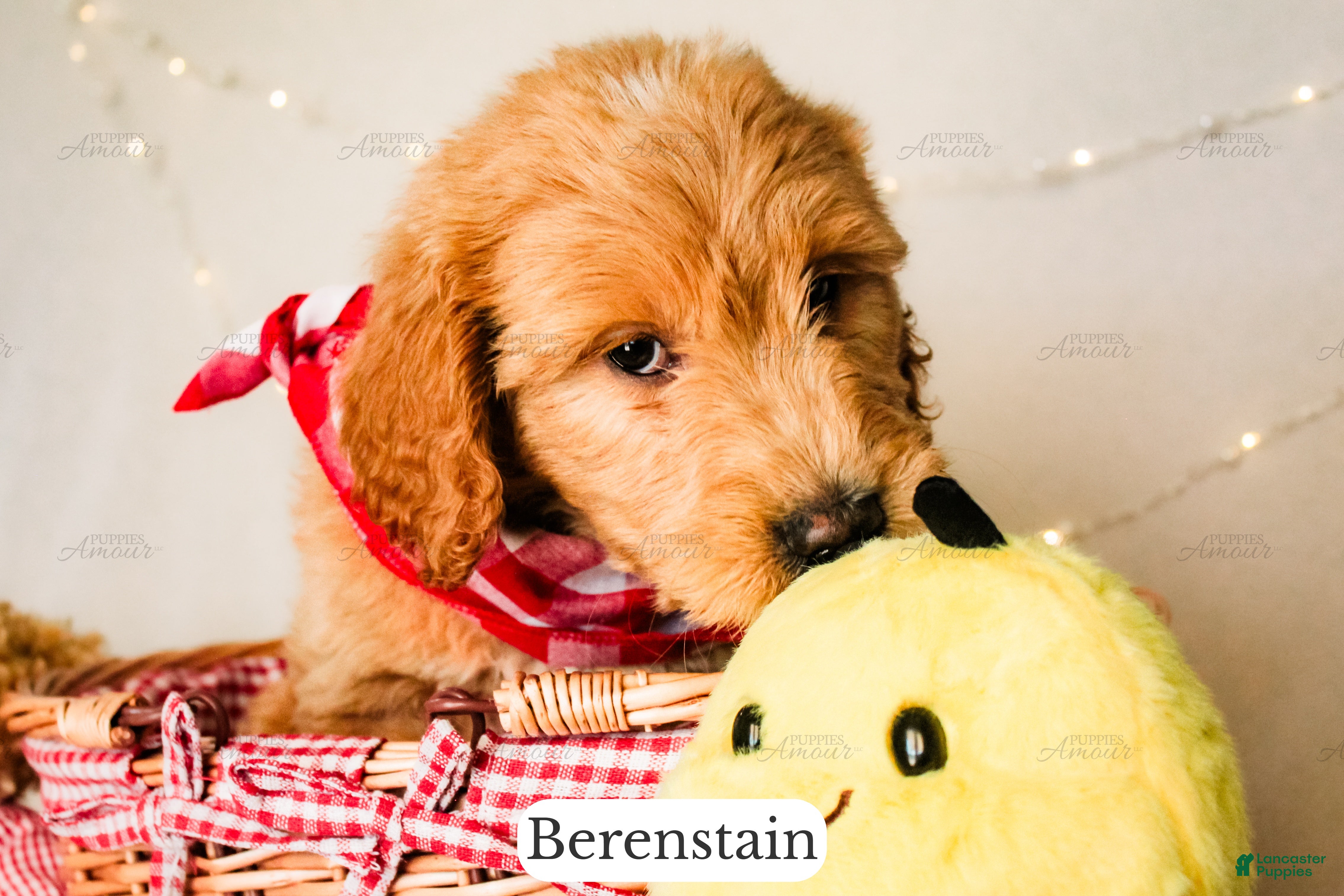 Goldendoodle dogs Berenstain - Ad 2