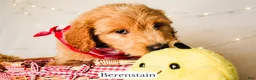 Goldendoodle dogs for sale: Berenstain - Ad 2