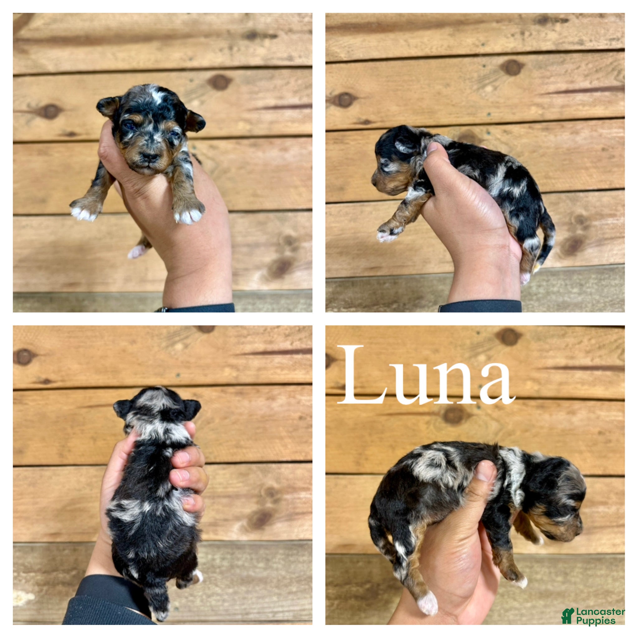 Mixed Breed dogs Luna - Micro Mini F1b - Ad 1