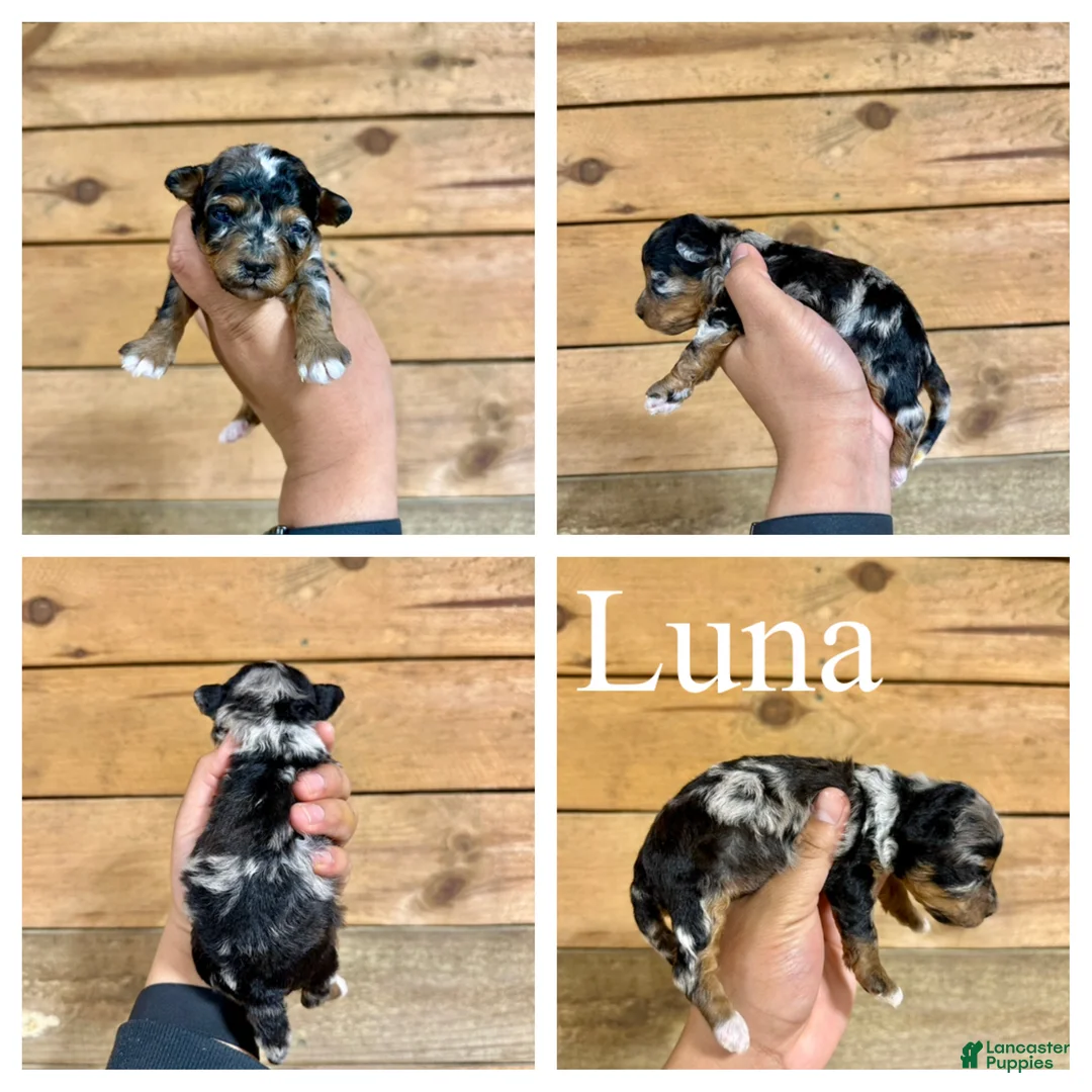 Mixed Breed dogs for sale: Luna - Micro Mini F1b - Ad 1