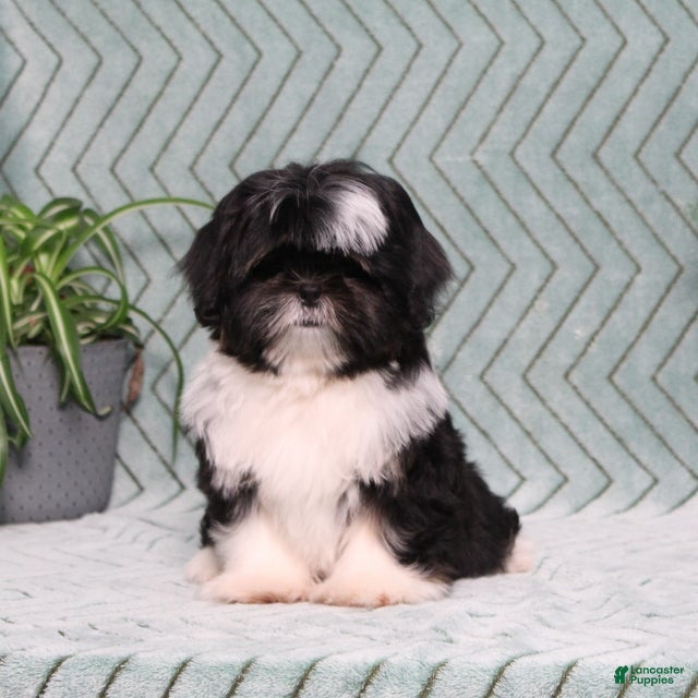 Shih Tzu dogs Buster - Ad 1