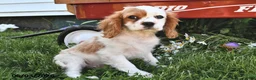 Cavalier King Charles Spaniel dogs for sale: Hunter - Ad 2