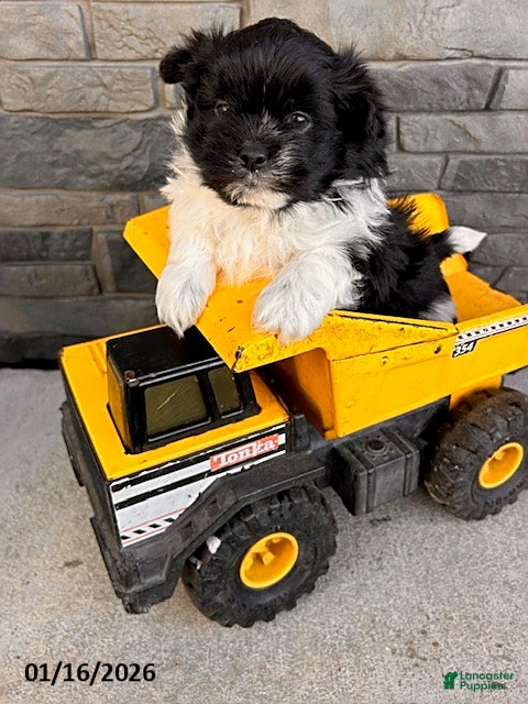 Mixed Breed dogs Tux - Ad 11