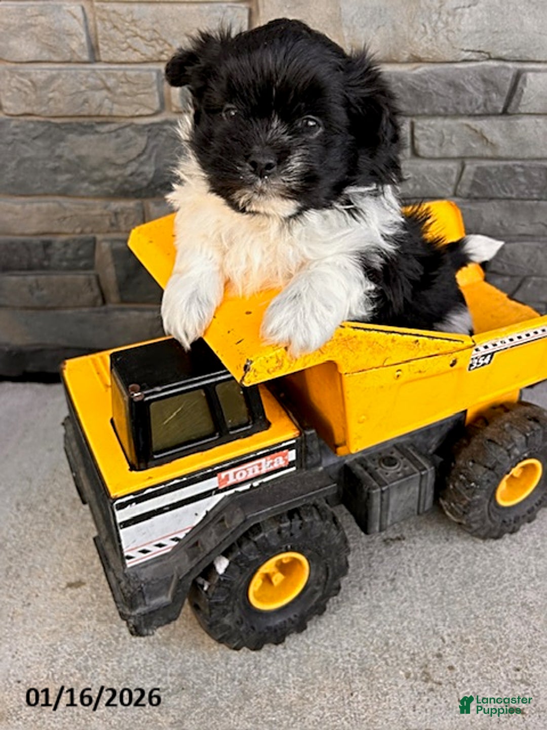 Mixed Breed dogs for sale: Tux - Ad 1