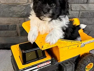 Mixed Breed dogs Tux - Ad 37