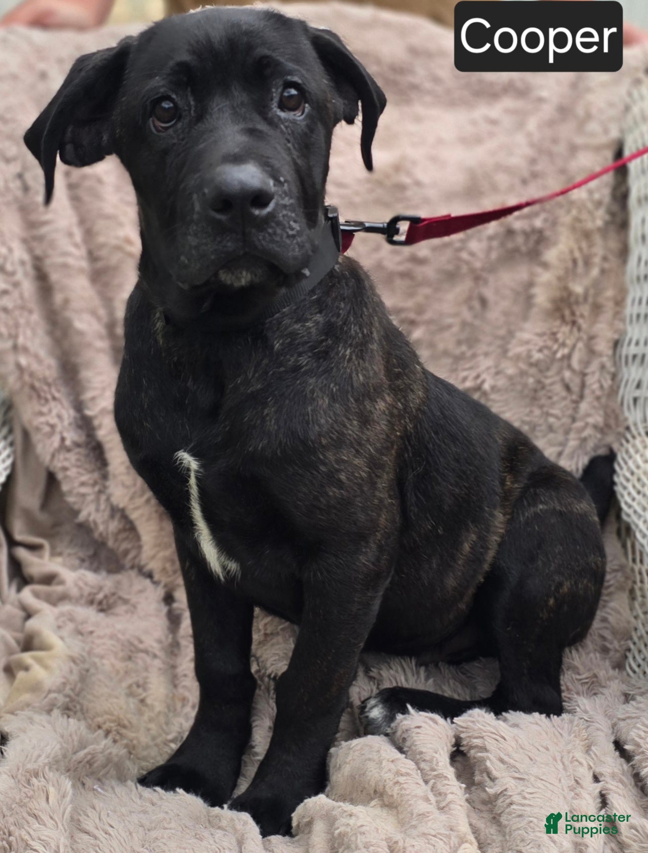 Cane Corso dogs Cooper - Ad 1