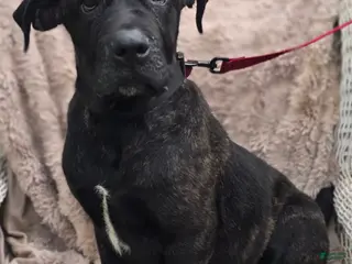 Cane Corso dogs for sale: HALF OFF SPECIAL! Cooper - Ad 1