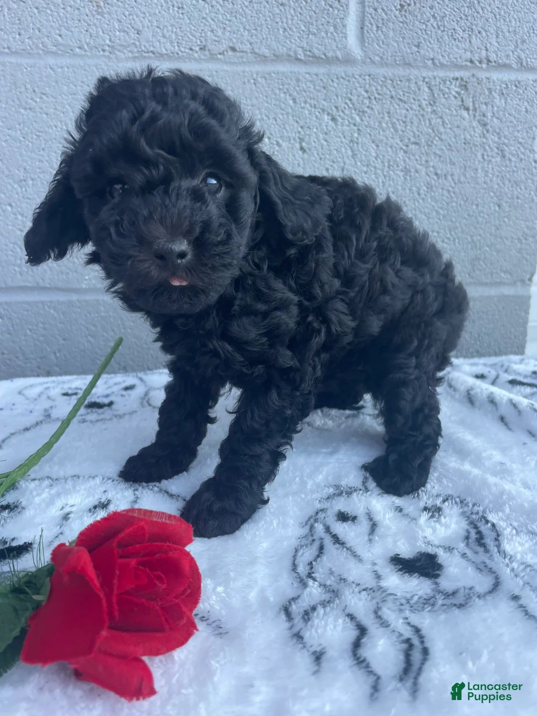 Toy Poodle dogs for sale: Trixie - Ad 4