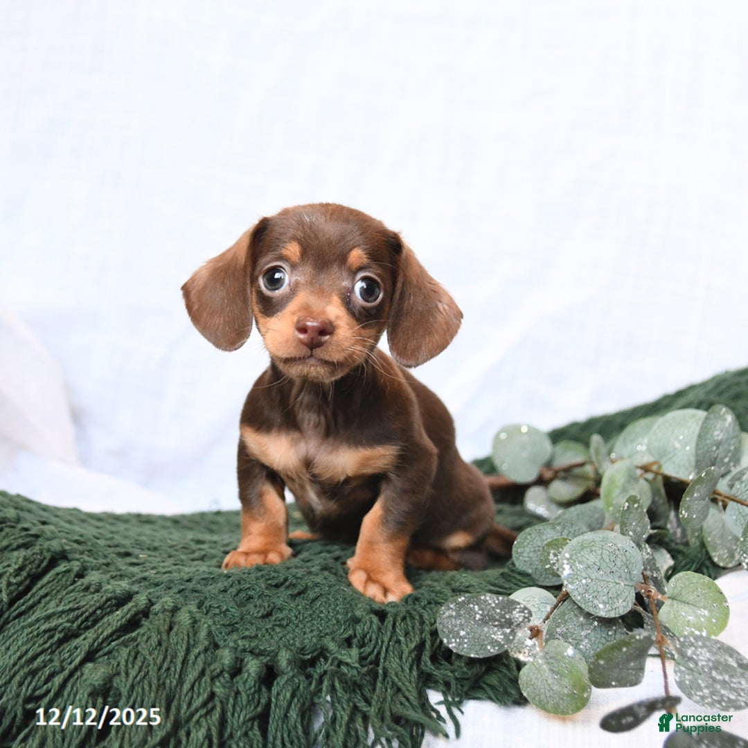 Miniature Dachshund dogs for sale: Tracy - Ad 3