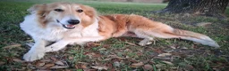 Scotch Collie dogs for sale: Honey - Ad 4
