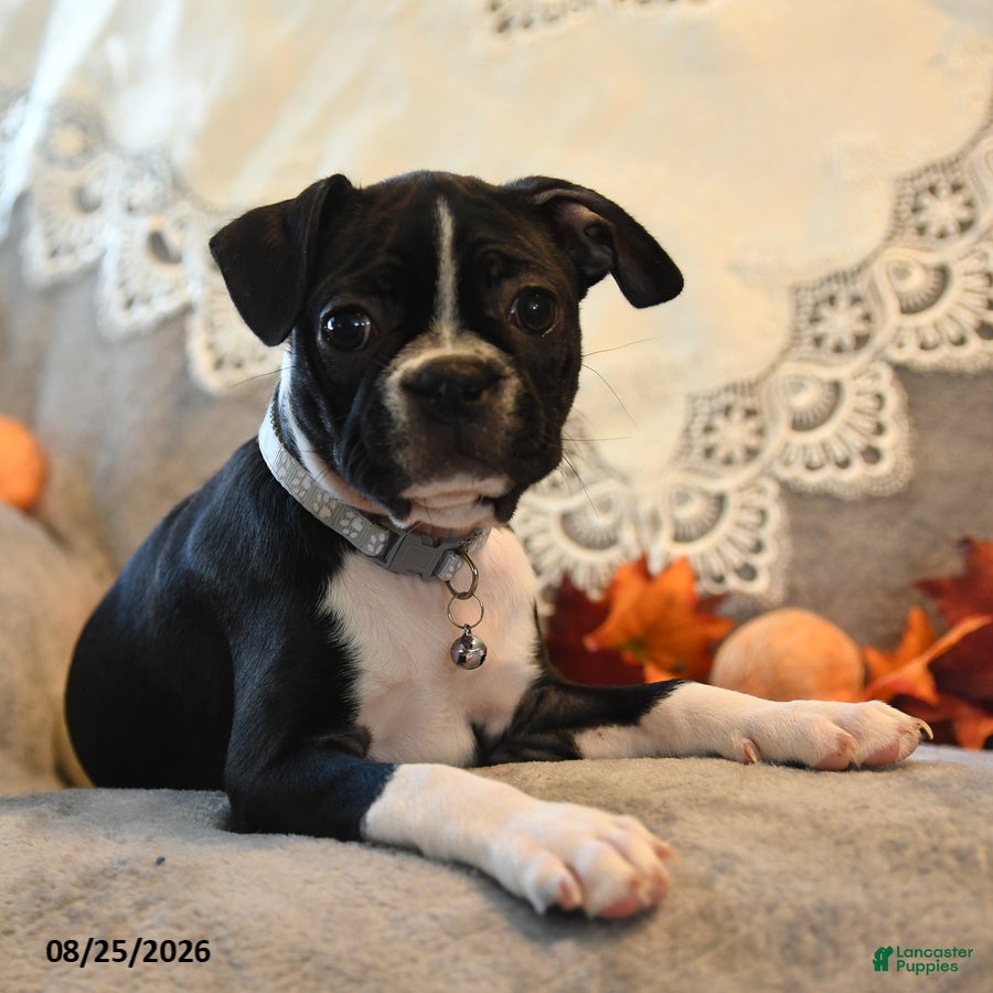 Boston Terrier dogs Tessa - Ad 2