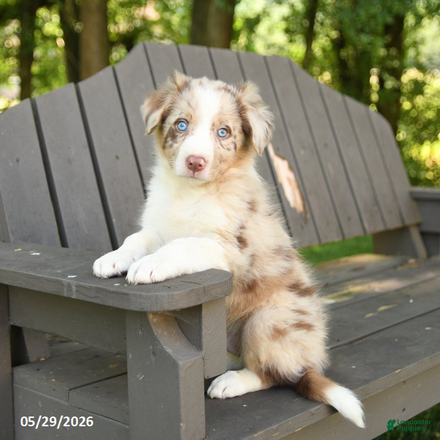 Border Collie dogs Monty - Ad 2