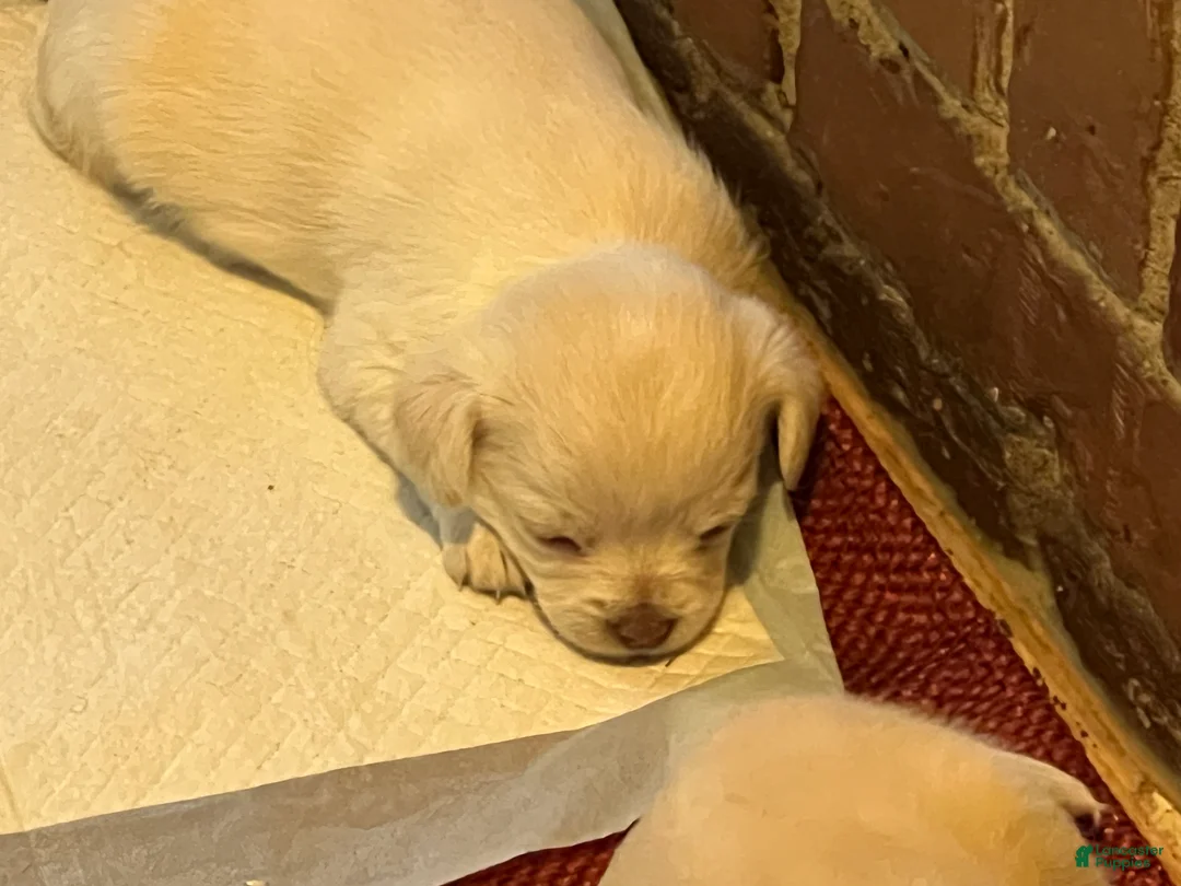 Chihuahua dogs for sale: Chihuahua Puppy 1 - Ad 1