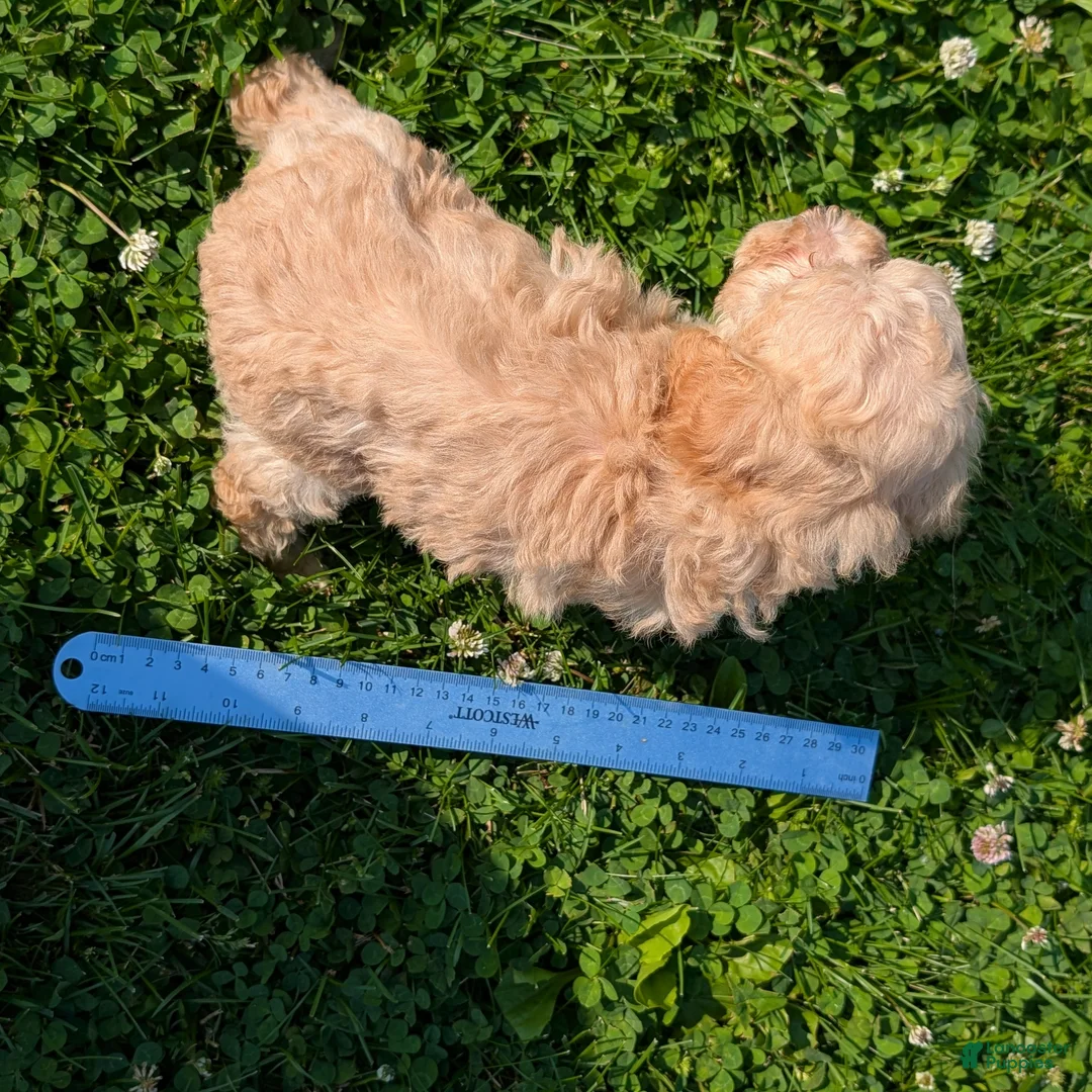 Toy Poodle dogs for sale: Butter Cream - Ad 8