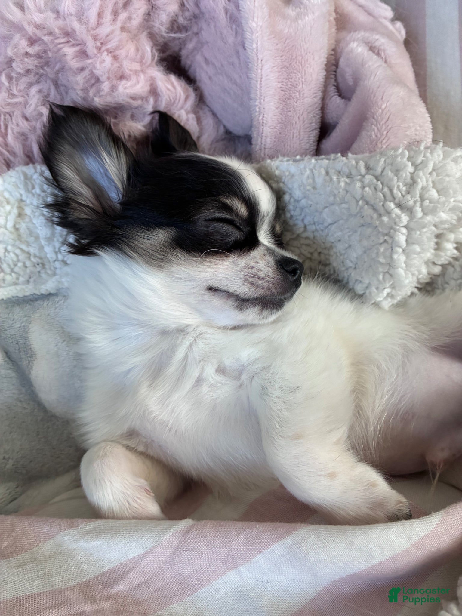Chihuahua dogs for sale: Chihuahua Puppy 1 - Ad 1