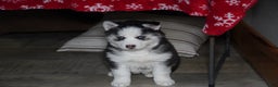 Siberian Husky dogs for sale: Blaze - Ad 7