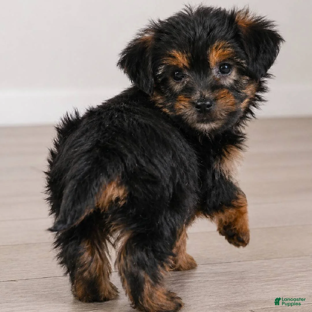 Yorkshire Terrier dogs for sale: Benny - Ad 2