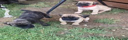 Cane Corso dogs for sale: Cane Corso 6 - Ad 7