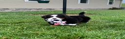 Bernese Mountain Dog dogs for sale: Willow  - Ad 4