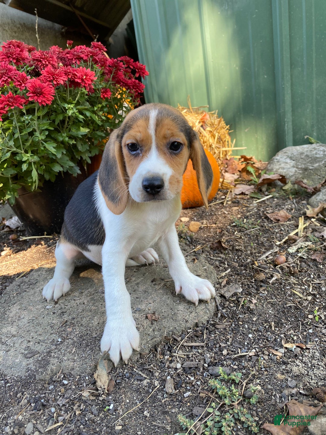 Staffordshire Terrier Beagle Fawn American Staffordshire Terrier