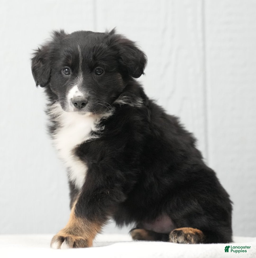Australian Shepherd dogs for sale: Craig - Ad 2