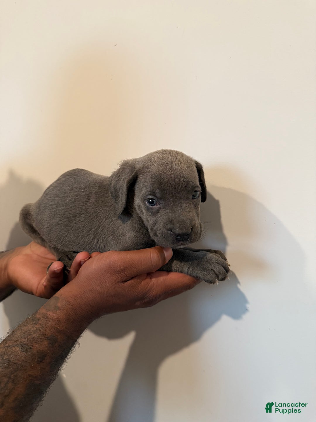 Cane Corso dogs for sale: Ceaser - Ad 2