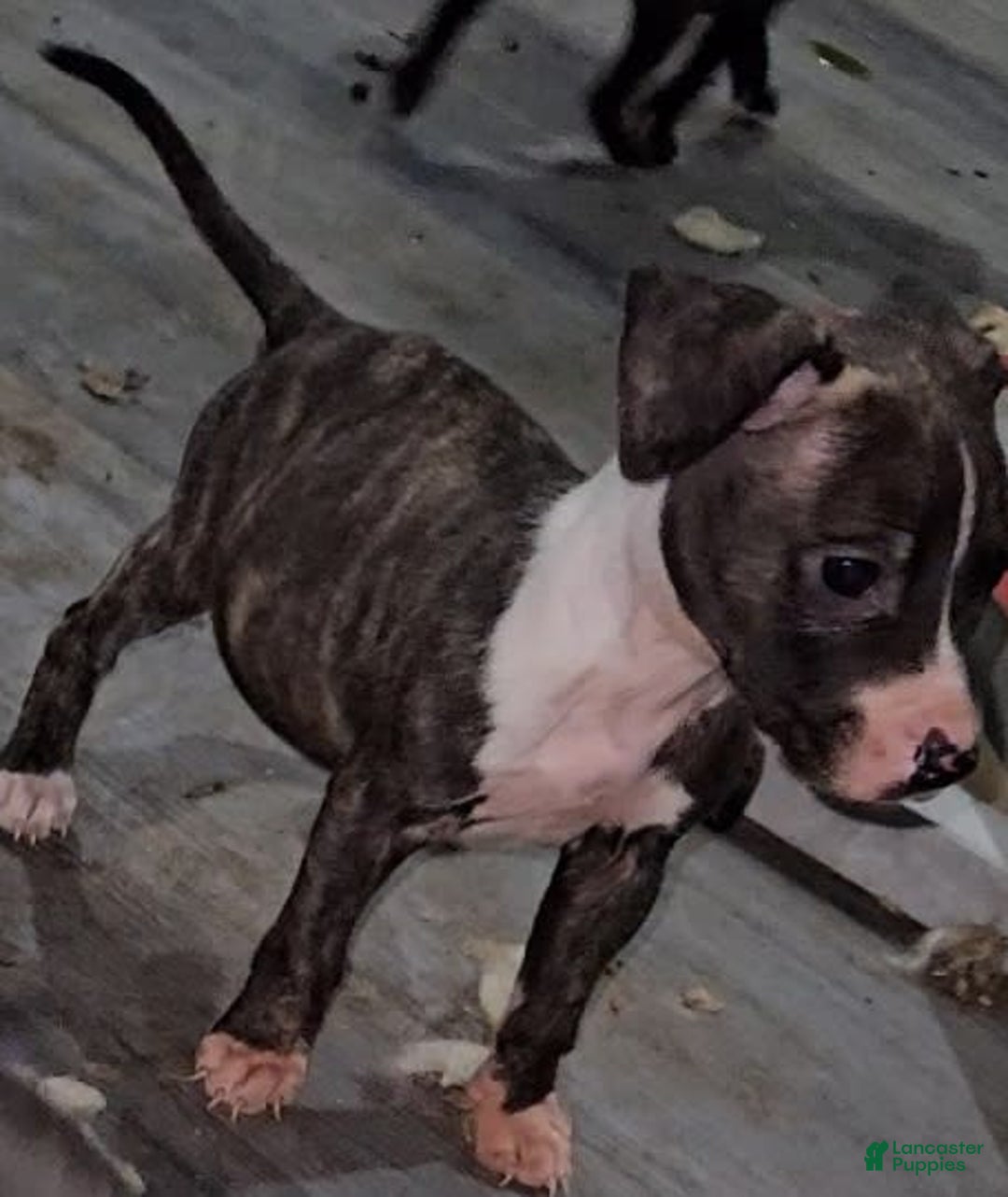 Gallery Image {{count}}