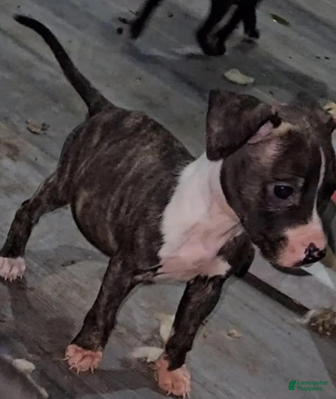 Gallery Image {{count}}