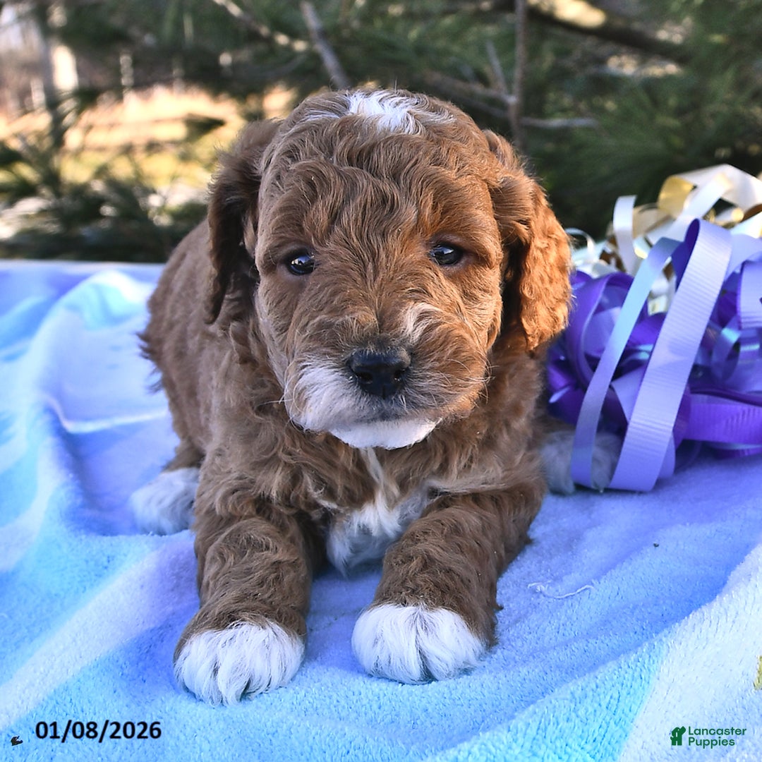Mini Goldendoodle dogs for sale: Ocean - Ad 1