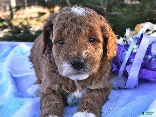 Mini Goldendoodle dogs Ocean - Ad 4