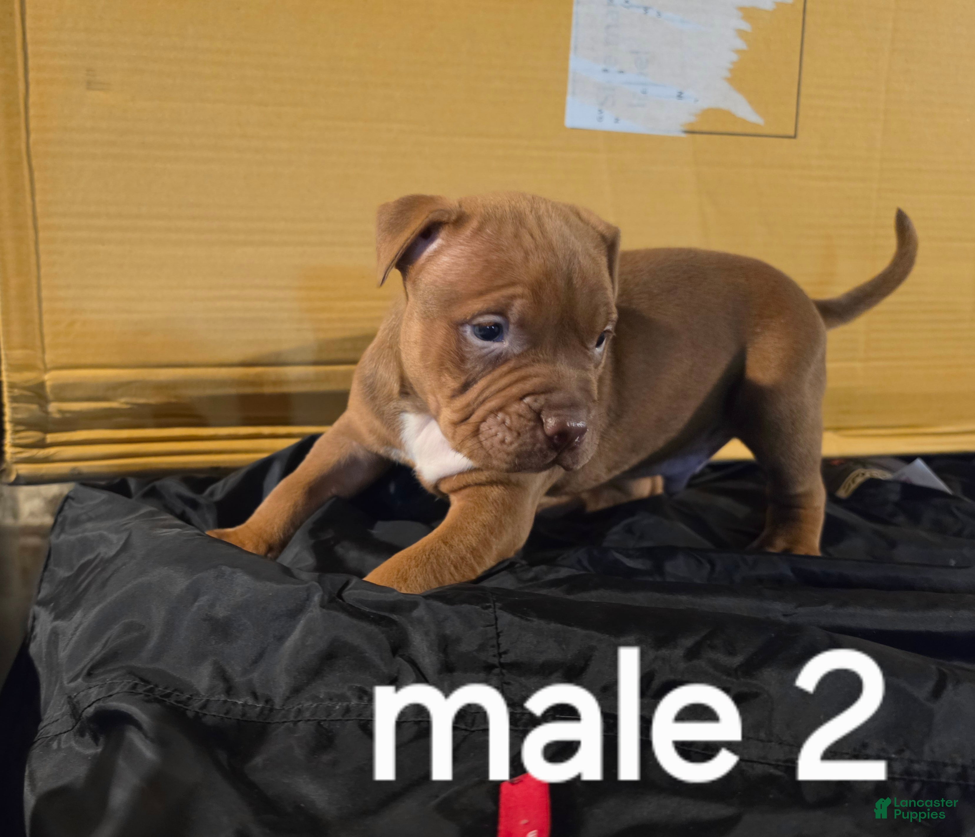 American Pit Bull Terrier dogs American Pit Bull Terrier 2 - Ad 42